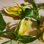 Full Ylang Ylang Eau de Parfum 2