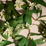 Full Orange Blossom Eau de Parfum Lifestyle