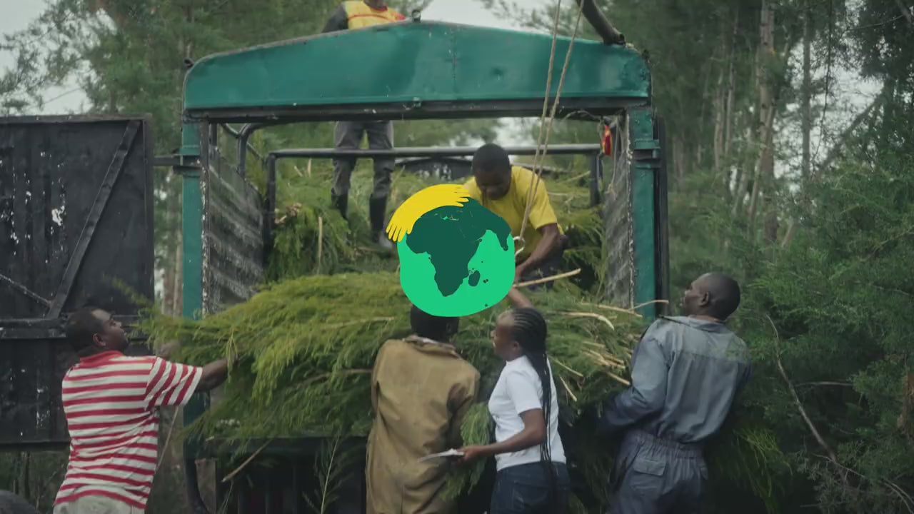 Video describing organic tea tree sourcing