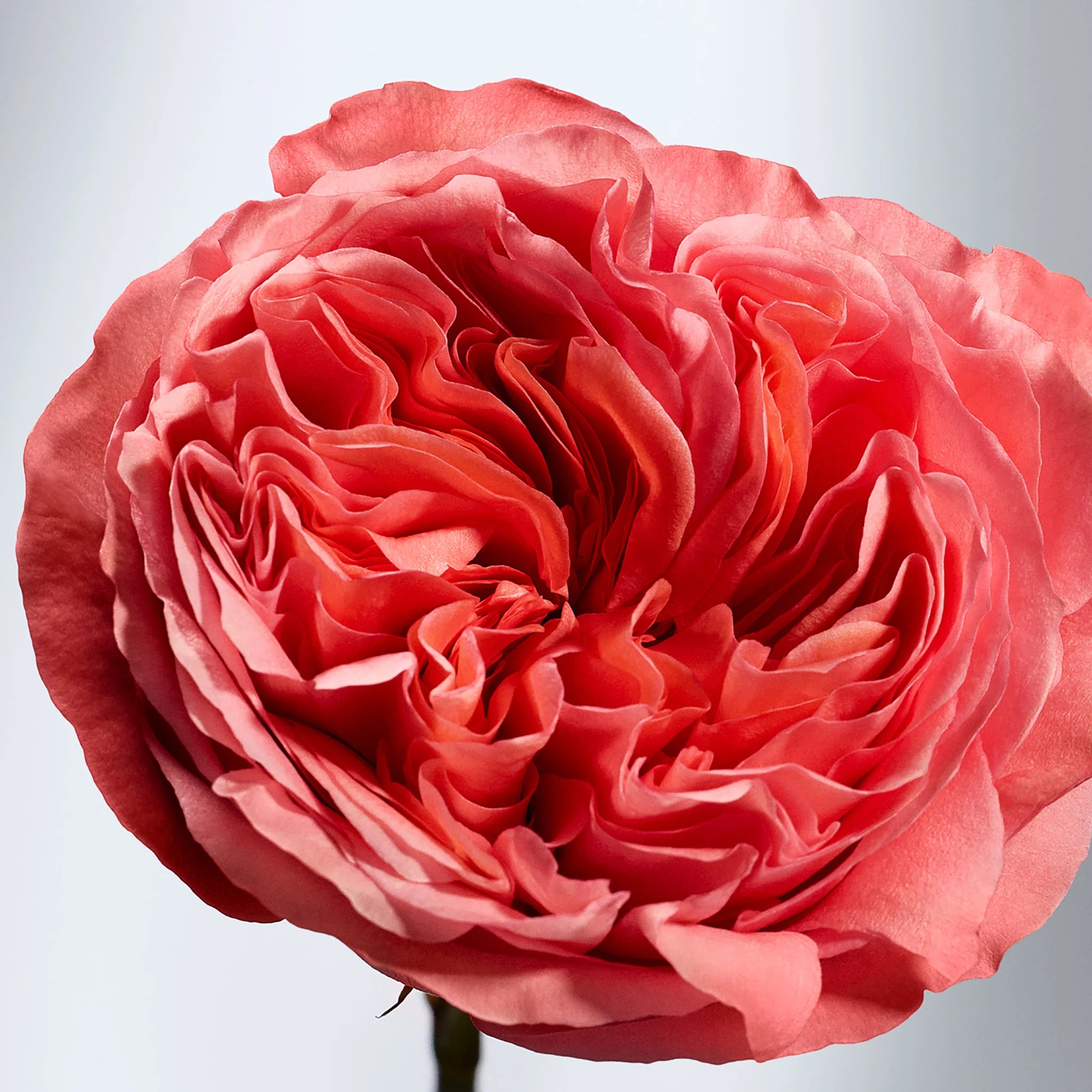 Close-up of a pink rose with a soft gray background