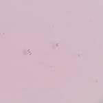 A light pink field with scattered small translucent bubble-like circles and a few faint ring shapes, resembling a microscope slide or stained glass surface.