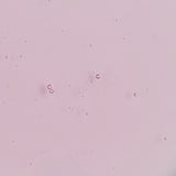 A light pink field with scattered small translucent bubble-like circles and a few faint ring shapes, resembling a microscope slide or stained glass surface.