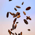 Tonka Beans falling against a gradient background