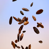 Tonka Beans falling against a gradient background