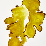 Ginger Scalp Care Shampoo