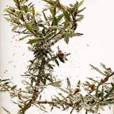 Tea Tree Tonique matifiant purifiant 